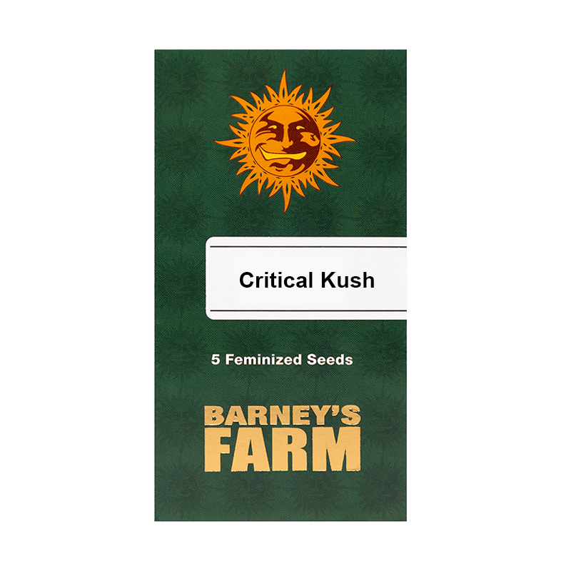 Barney's Farm Critical Kush | Feminisiert