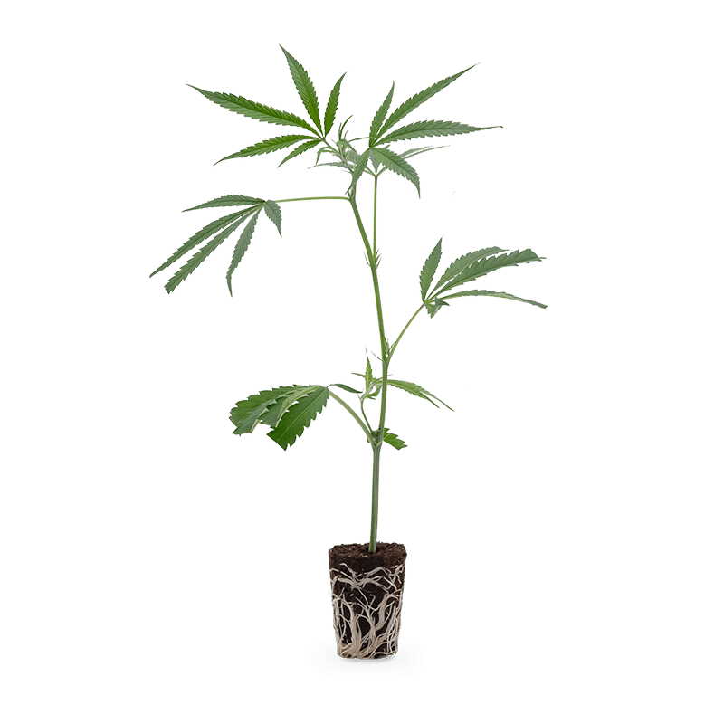 Hanfgarten Amnesia Haze