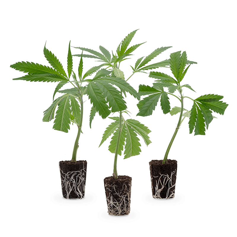 Hanfgarten Bestseller Stecklinge 3er-Set