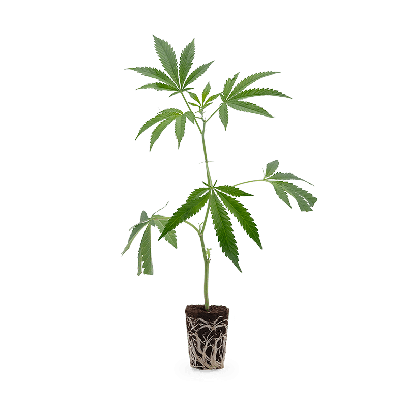 Hanfgarten Blueberry