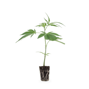 Hanfgarten Critical Kush