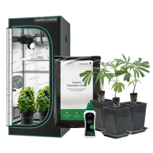 Hanfgarten Indoor-Anbau Rundum Sorglos Paket | Stecklinge