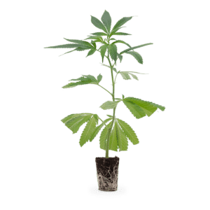 Hanfgarten Mimosa EVO