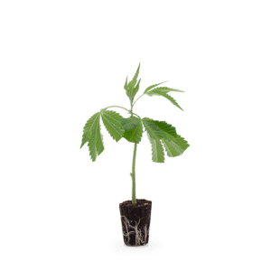 Hanfgarten OG Kush
