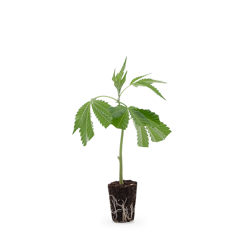 Hanfgarten OG Kush