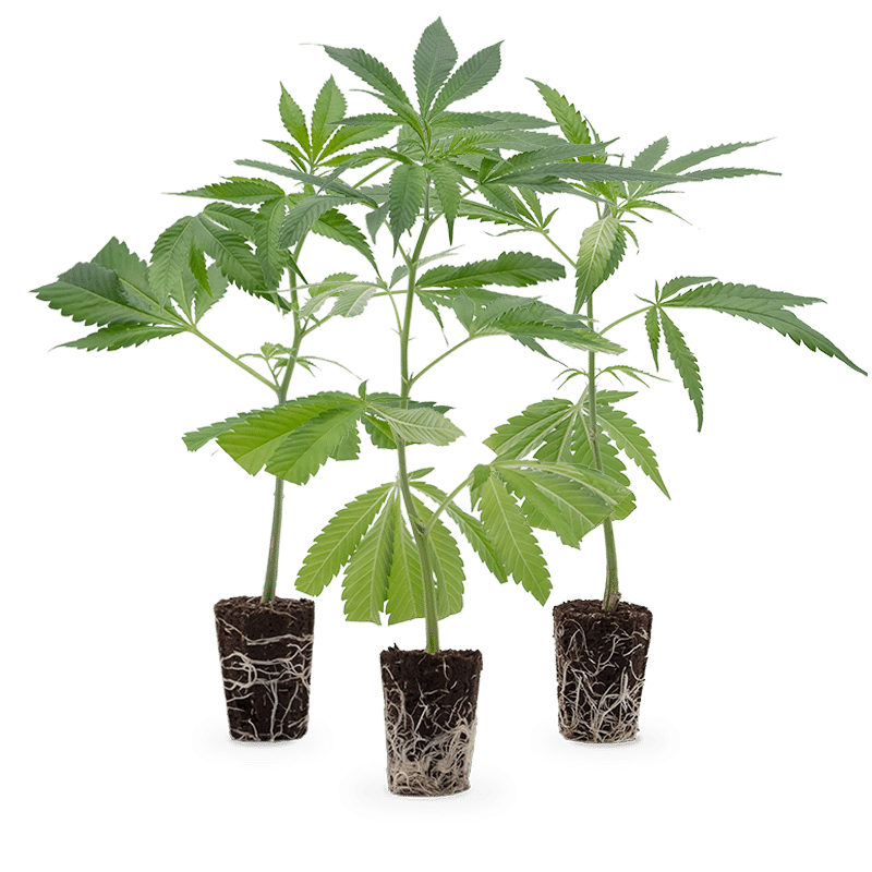 Hanfgarten Super High Stecklinge 3er-Set