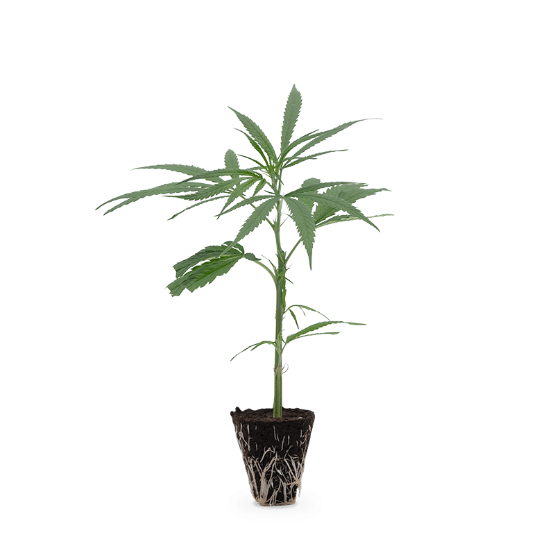 Hanfgarten Super Silver Haze