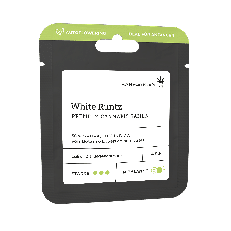 Hanfgarten White Runtz | Autoflowering