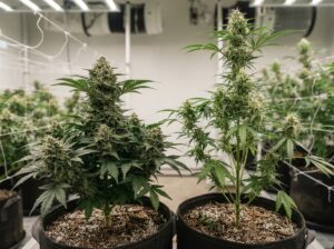 Cannabis Indica Sativa Unterschied