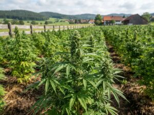 CBD Nutzhanf legal