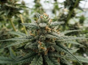 CBD natürlich vorkommen